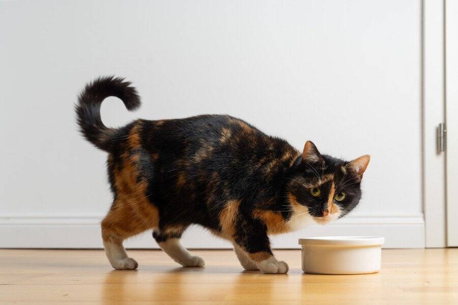 「よたよた歩き」の猫は、学生たちの人気者！　ふれあいながら学びと理解を深める場にも　米国