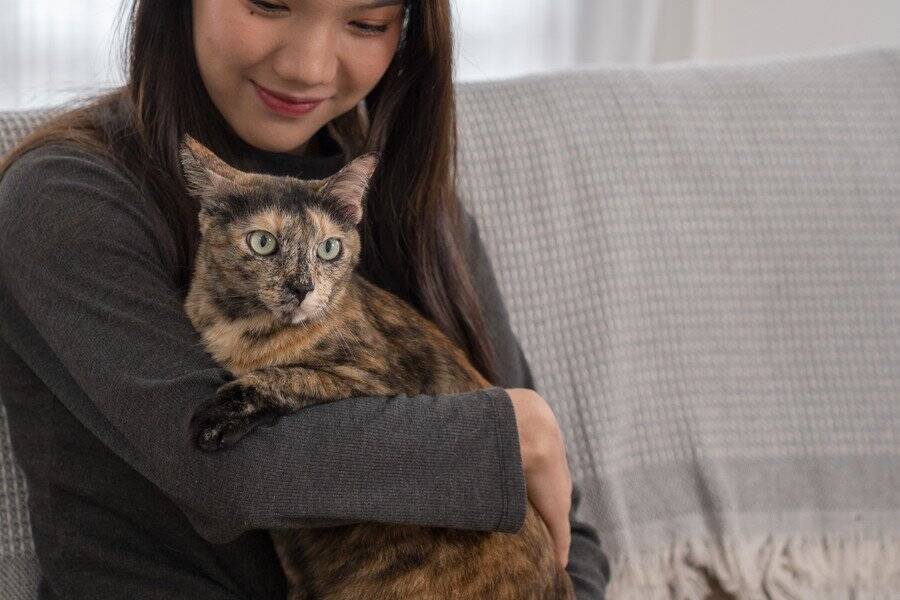 「よたよた歩き」の猫は、学生たちの人気者！　ふれあいながら学びと理解を深める場にも　米国