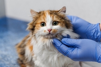 『がんを発症しやすい猫』の特徴5つ　発生リスクを高める原因や予防のポイントまで