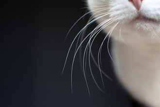 猫の『ヒゲ』を見れば気持ちが読み取れる？3つの状態別の心理や見分け方のコツ