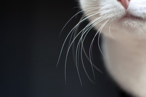 猫の『ヒゲ』を見れば気持ちが読み取れる？3つの状態別の心理や見分け方のコツ