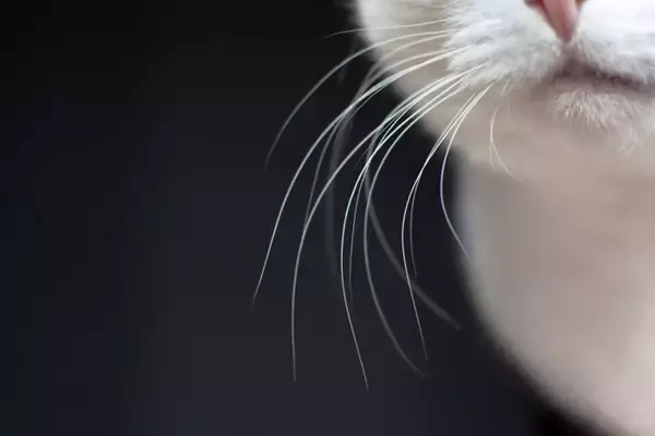 猫の『ヒゲ』を見れば気持ちが読み取れる？3つの状態別の心理や見分け方のコツ