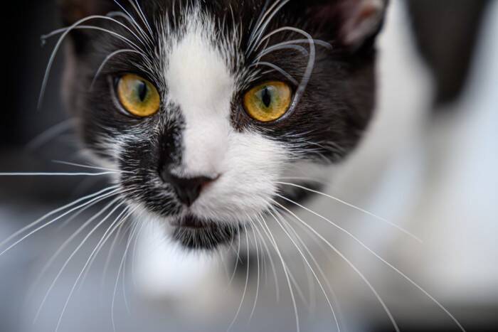 猫の『ヒゲ』を見れば気持ちが読み取れる？3つの状態別の心理や見分け方のコツ