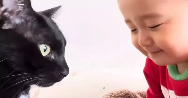 赤ちゃんのことが大好きな猫→いつもそばにいて…あまりにも尊い『相思相愛な光景』に「本当にすごい」「ずっと仲良しでいてほしい」と反響
