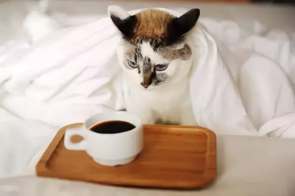 猫にとって耐えがたい『大嫌いなニオイ』5つ　苦手に感じる理由や健康への悪影響まで解説