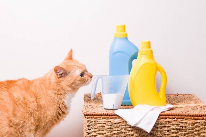 猫にとって耐えがたい『大嫌いなニオイ』5つ　苦手に感じる理由や健康への悪影響まで解説
