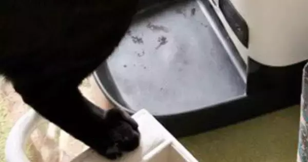 夕方、猫のごはんが入っている機械を見たら…誕生日に起きた『とんでもない光景』に爆笑「すごい頭がいいｗ」「食べ盛りなんだｗ」と18万表示