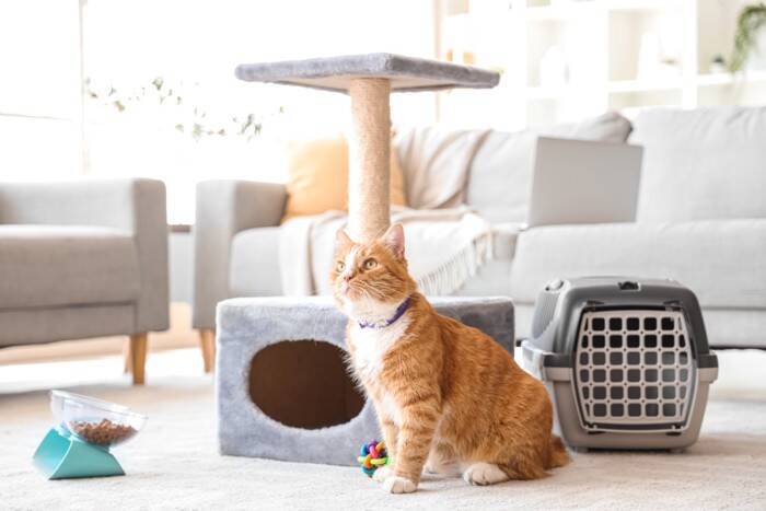 猫との生活で必要な『費用』はどのぐらい？主な支出となる5つの項目や生涯でかかる金額の目安まで
