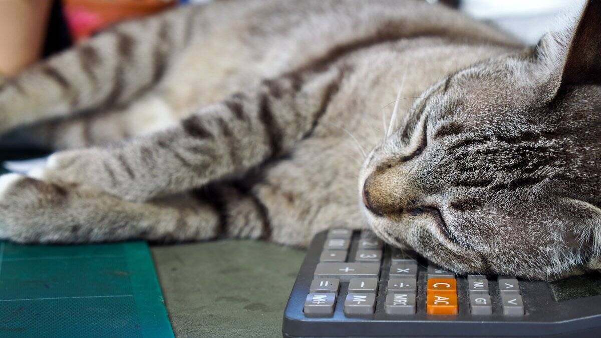 猫との生活で必要な『費用』はどのぐらい？主な支出となる5つの項目や生涯でかかる金額の目安まで