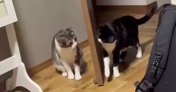 『ニヤけてしまうｗ』猫2匹がドア越しに『ケンカ』を始めた結果…あまりにも可愛い攻防が16万再生「品のある喧嘩だねぇ」「ほっこりしたｗ」