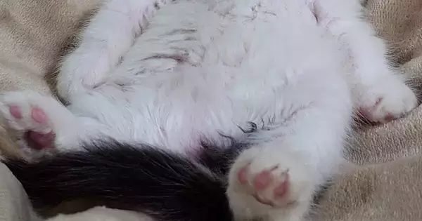 ハンモックの上で『おっさん座りをしていた子猫』→成長した結果…思わず笑顔になる『ビフォーアフター』に「大きくなったねｗ」「成長すごい」