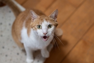 猫が『グゥ』と鳴くのはどんなとき？不思議な鳴き声に込められた4つの気持ち