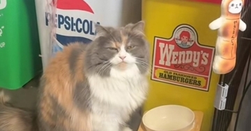 動物病院で肥満だと言われて…猫のごはんを減らした結果→予想外の行動に笑っちゃう人が続出「訴えてらっしゃるｗ」「ひっくり返してもないよｗ」