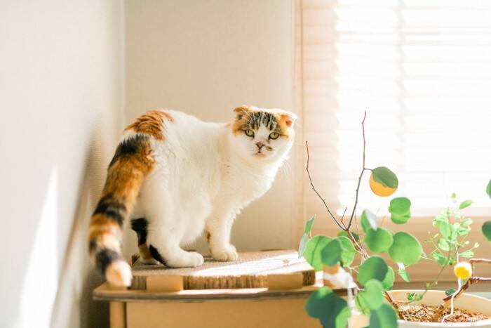 猫の飼い主が知っておくべき『トキソプラズマ』の基礎知識4つ　危険性はあるの？主な感染経路から予防法まで