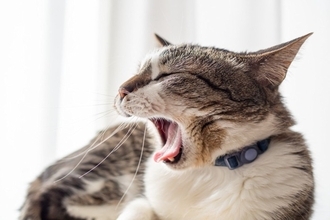 猫の『推定年齢』を判別するポイント4選　体に表れる変化や特徴を解説