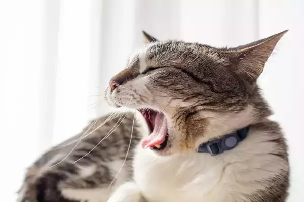 猫の『推定年齢』を判別するポイント4選　体に表れる変化や特徴を解説