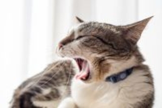 猫の『推定年齢』を判別するポイント4選　体に表れる変化や特徴を解説