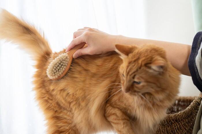 猫の『推定年齢』を判別するポイント4選　体に表れる変化や特徴を解説