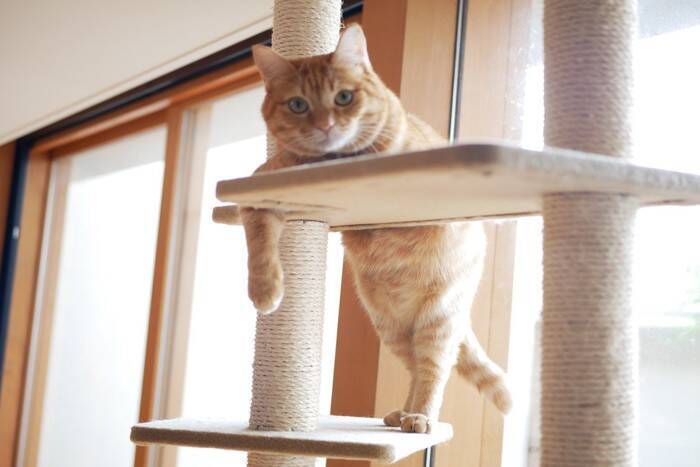 猫の『推定年齢』を判別するポイント4選　体に表れる変化や特徴を解説