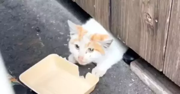 冬の寒い中、『床下で暮らしていた子猫』が保護された結果…現在の様子に感動の声続出「うるっときた」「まるで別猫のよう」と11万再生