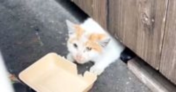 冬の寒い中、『床下で暮らしていた子猫』が保護された結果…現在の様子に感動の声続出「うるっときた」「まるで別猫のよう」と11万再生