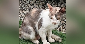 BBQをしている最中に現れた『ボサボサのやせ細った猫』を保護→５年後……劇的なビフォーアフターに感動「見事な変身」「泣けてきた」