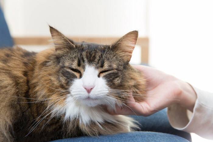 愛猫とさらに『絆を深める』ための方法4つ　信頼に繋がる理由や意識すべきポイント