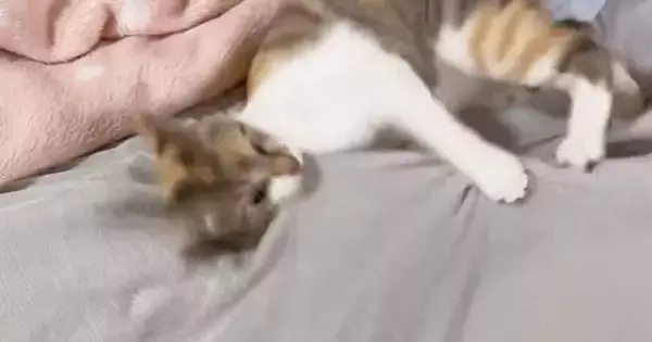 激しめに遊んでいた猫→撮られていることに気が付いた次の瞬間…可愛すぎる『リアクション』に「スンッ…ヨッ」「見てたのにゃｗ」と反響