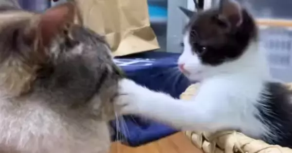 子猫から全力の『顔面パンチ』をもらった先住猫→飼い主のほうを向いて…笑ってしまうやり取りが36万再生「顔が訴えてるｗ」「かわいいｗ」