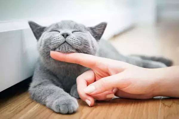 猫が喉から『ゴロゴロ』と音を鳴らす心理3つ　隠されている意味や気持ちの見分け方