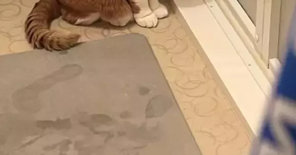 お風呂から出た飼い主→浴室の方を見たら、猫が…思わず声をかけたくなる『健気な光景』に８万いいね「忠犬ならぬ忠猫」「中に誰かいる？」