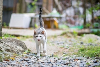 猫の『喜怒哀楽』にまつわるトリビア4つ　表情やしぐさでわかる？感情別の接し方まで