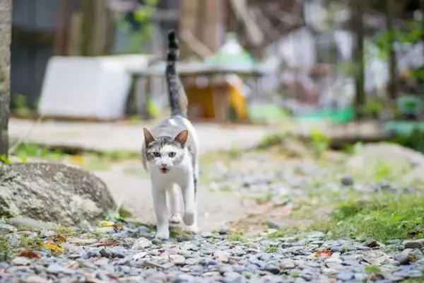 猫の『喜怒哀楽』にまつわるトリビア4つ　表情やしぐさでわかる？感情別の接し方まで