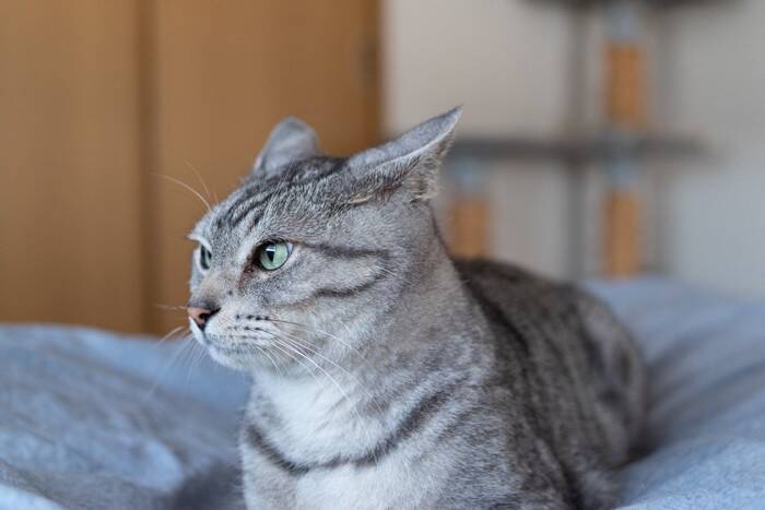 猫の『喜怒哀楽』にまつわるトリビア4つ　表情やしぐさでわかる？感情別の接し方まで