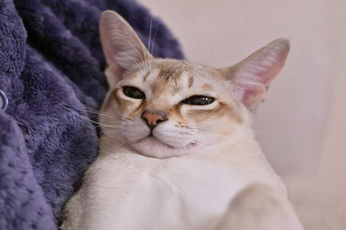 猫の『喜怒哀楽』にまつわるトリビア4つ　表情やしぐさでわかる？感情別の接し方まで