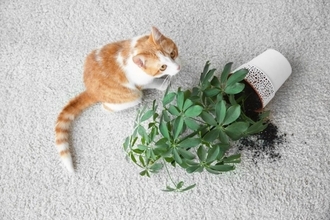 猫のアピールを『無視しつづけてはいけない』理由4つ　健康に与えるリスクや適切な接し方