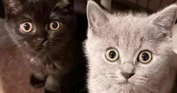 まん丸おめめで見つめてくる『２匹の子猫』→次の瞬間…たまらなく可愛い『表情の変化』に１万いいね「旦那様ニャイス」「たまらんすぎる」