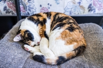 猫が『体を丸くして寝る』5つの理由　可愛らしい寝姿が持つ意味とは？