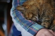 猫が人に『頭突き』をしてくる理由5つ　隠されている意味や応え方のポイント
