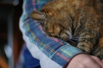 猫が人に『頭突き』をしてくる理由5つ　隠されている意味や応え方のポイント