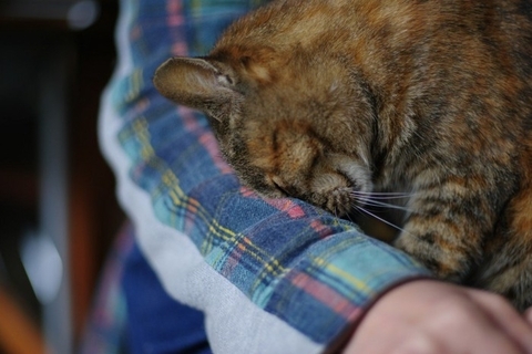 猫が人に『頭突き』をしてくる理由5つ　隠されている意味や応え方のポイント