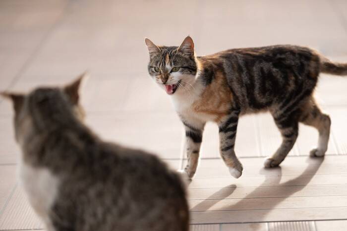 猫の『鳴き方別に見る心理』5パターンを解説！「ニャ～」「ンー」「シャーッ！」…それぞれどんなキモチ？