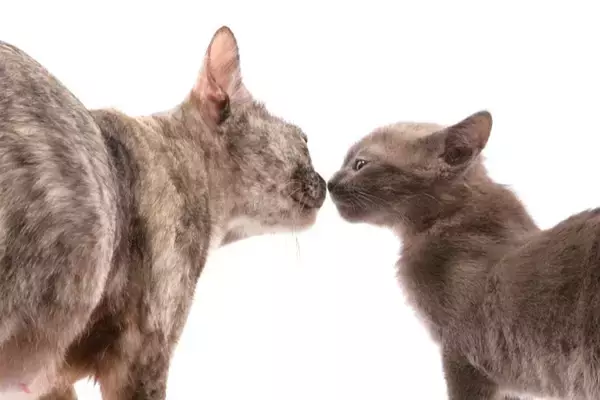 猫の『鼻チュー』に込められている5つの理由　信頼されている証？行動の意味とは