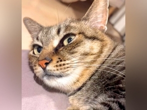 ネコに『今日は何をしていたのか』と聞いた結果…どう見ても『言葉を理解している光景』が20万再生「会話が嬉しいんだろうね」「癒された」