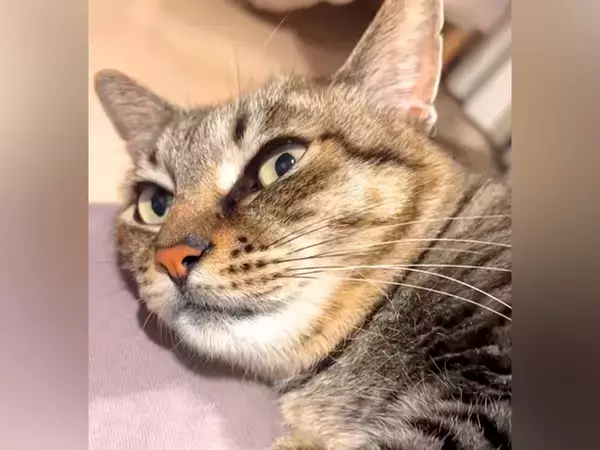 ネコに『今日は何をしていたのか』と聞いた結果…どう見ても『言葉を理解している光景』が20万再生「会話が嬉しいんだろうね」「癒された」