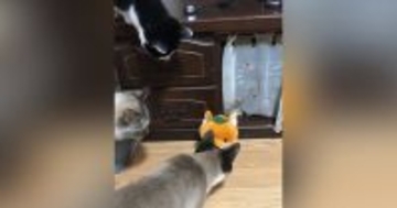 言葉をマネする人形で遊んでみたら、猫たちが……想像以上のリアクションが153万再生「毎回初回みたいな反応ｗ」「同じタイミングｗ」