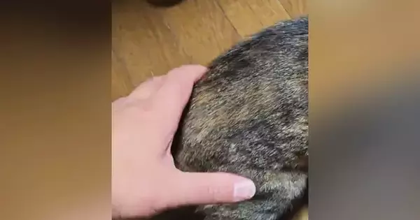 通りすがりの猫→飼い主に『お尻を掴まれた』次の瞬間…驚きの反応に2万3000いいね「本物の合気道」「偉い達人さんが居ったもんやで」