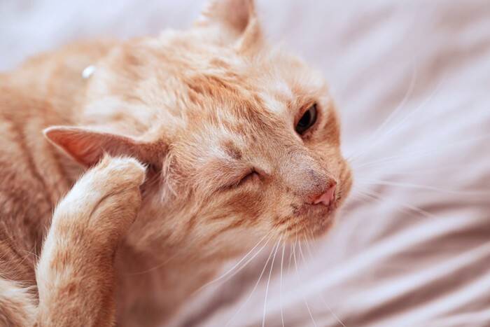 猫からうつる厄介な皮膚病『疥癬』原因や症状、治療法を解説
