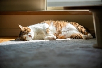 猫にとって『1匹飼い』と『多頭飼い』どちらがいいの？知っておきたいメリット・デメリットとは