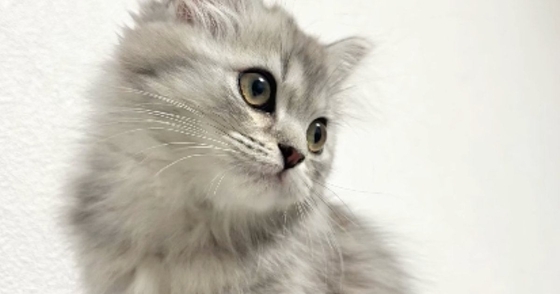 シルバーの毛色が美しかった子猫→大きくなったら…完全に予想外な『見た目の変化』に「こんなに変わるんだ！」「す、すごいｗ」と驚きの声続出